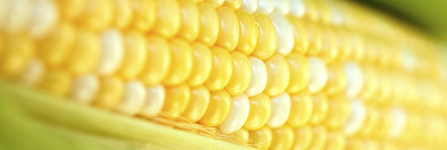 theme-wide-corn-1.png